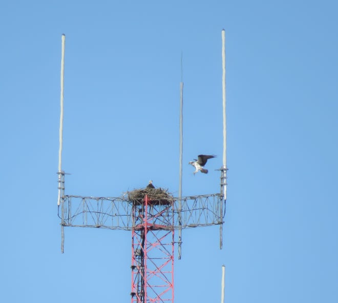 An osprey brings sticks to its nest atop the MARCS tower in Mohican Memorial State Forest.